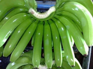 CAVENDISH BANANA NOW AVAILABLE IN STOCK