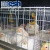 Import chicken farm /chicken egg lay cage/chicken egg poultry farm from China
