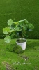 China manufacturing artificial small bonsai for home decor