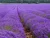 Import Chinese Lavender EU Standard Natural  Dried Flowers  Purple Lavender  Chinese Purple Flower Bud Tea from China