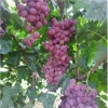 Chinese red globe grape fresh red table grape fruit seedless red globe crinson red color grape