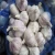 Import Chinese Wholesale Garlic Price - new crop, hot sales from China