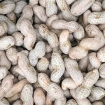 Chinese wholesale IQF Frozen Whole Peanuts in shell manufacturers price