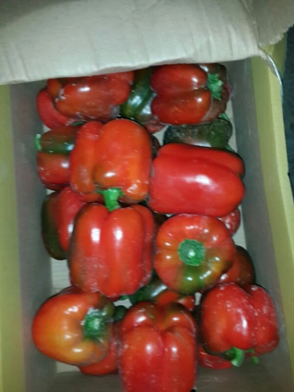 Color Capsicum, Fresh Whole Sweet Pepper , top quality, and reasonable prices in Germany.
