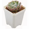 Colorful Square Plastic Flower Pot With Plate For Home &amp; Garden