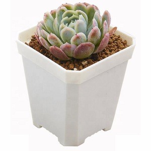 Colorful Square Plastic Flower Pot With Plate For Home &amp; Garden