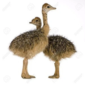 Common Ostrich Chicks. Live Ostrich Birds, Ostrich