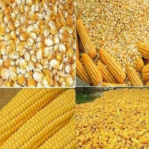Corn gluten meal/ Yellow Corn Maize Grains for Animal Feed wholesale price