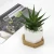 Import Decorative White Ceramic Square Succulent Cactus Planter Pot With Wooden Tray from China