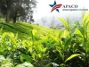 Dried green tea leaves And Organic tea Vietnam Export for Middle East,  Asian, China, Japan 0084913598845