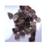 Dried Shell Murex Operculum,Operculum Shells