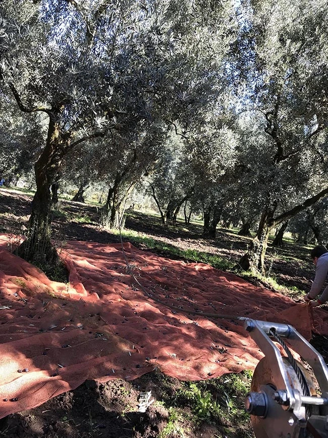 ECO Olive Harvest Machine