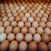 Chicken Fresh Brown Eggs