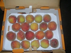 egyptian Fresh Peaches high quality