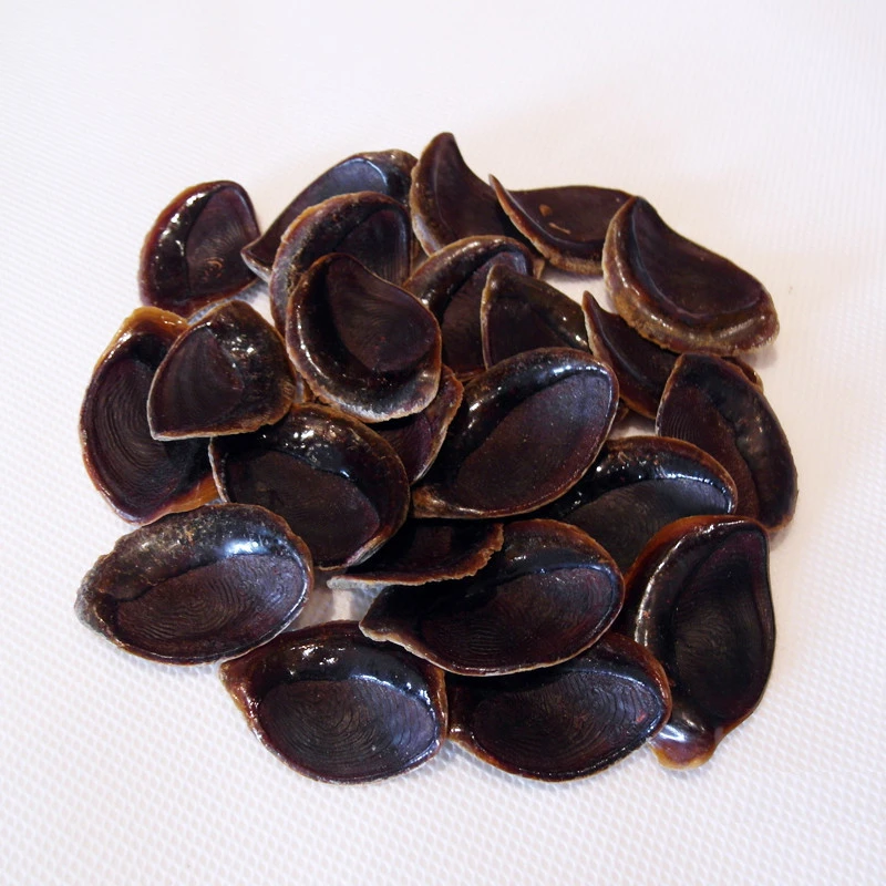 Factory Conch Operculum Shell Operculum Seashell