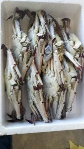 Factory Price Whole Frozen Swimming Crab Male