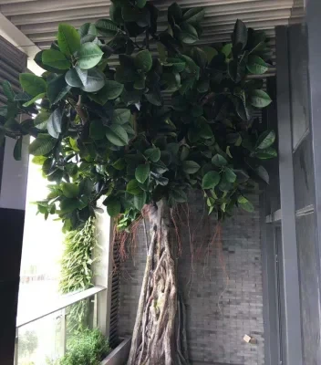 Fiberglass Trunk Artificial Big Banyan Trees for Interior Shop Decoration