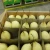 Import Fresh asian nice ya pear with cheaper price from China