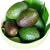 Import Fresh Avocado Hass from  Top Producing Region from South Africa