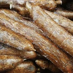 FRESH CASSAVA SEEDS / TAPIOCA STARCH FOR SALE