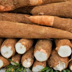 FRESH CASSAVA TUBERS and SWEET TAPIOCA FRESH CASSAVA in stock