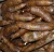 Import FRESH CASSAVA from South Africa
