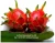 Import Fresh Dragon Fruit - Heaven tropical fruit Viet Nam - best price and top qualityMs.Bach0084935027124 from Vietnam