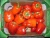 Import Fresh egyptian Capsicum high quality class 1 from Egypt