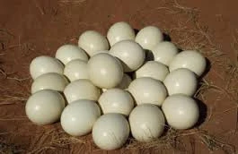fresh fertile ostrich eggs for sale