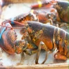 Fresh / Fresh Lobster