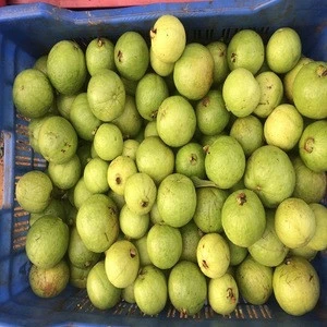 Fresh Fruits Guava Supplier / Exporter in China/Srilanka/Canada
