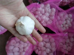 Fresh Garlic for Sale At Low Rate .