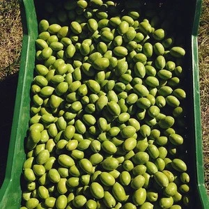 Fresh Green Olives For Sale Quality