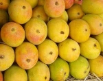 Fresh Mangoes/Alphonso Mangoes 2016