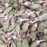 Fresh Okra. Fresh vegetables from Egypt , Fresh Style Okra