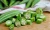 Import Fresh Okra With High Quality & Good Price from Bangladesh