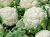 Import Fresh Organic Cauliflower Ready from South Africa