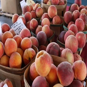 Fresh Peaches for export./ Fresh Peaches / Fresh Nectarines