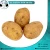 Import Fresh potato Vegetables from Egypt
