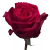 Import Fresh red cut roses shipped directly from Ecuador from Ecuador