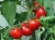 Import fresh tomato color / fresh tomato specifications / fresh tomato packing from Ukraine
