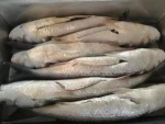 frozen gutted grey mullet roe off