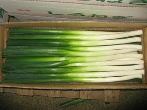 Frozen Scallions/cheap price scallions