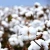 Import grade A 100% Organic Raw Cotton from China