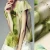 Import Green lotus leaf printed 100% organza silk printing raw silk silky satin fabric from China