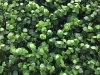 green wall artificial plants
