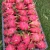 Import Guaranteed Fresh and high quality Dragon fruit with all Red and White Flesh / Careful Packaging from VietNam from China