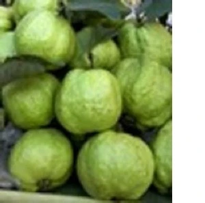 guava fruit,Fresh Guava FRESH GUAVA FRUITS From South Africa