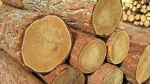 Hard Wood Timber, Lumber and Logs