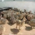Import Healthy Live ostrich chicks and birds from USA